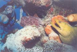 I like to call it the beauty and the beast, it is a green... by Jose Castello 